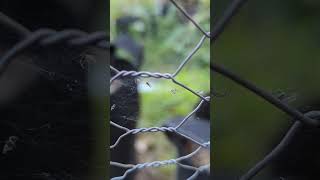 spider is about to feast on several flies shorts nature [upl. by Reinaldos]