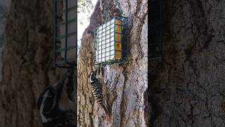 Nuttalls Woodpecker🐦Afternoon Suet Peck nuttallswoodpecker [upl. by Nyvrem]