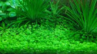 Glossostigma carpet plant  Plant Profile  Aquatic Plant [upl. by Amilb799]