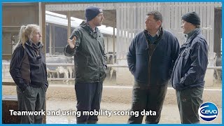 Dairy cow lameness  in Conversation Part 3  Prioritising mobility in heifers [upl. by Hennebery]