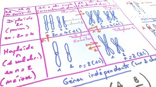 eSVT Les bases de génétique  haploïde diploïde chromosomes gènes [upl. by Einolem]