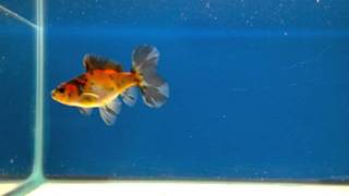 Bristol Shubunkin Goldfish  Juvenile Male [upl. by Elatia321]