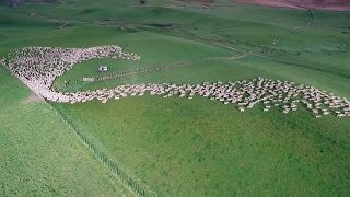 Mesmerising Mass Sheep Herding [upl. by Dnilazor]