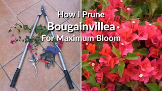 How I Prune amp Trim My Bougainvillea For Maximum Bloom  Joy Us Garden [upl. by Graner]