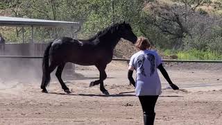 Tyrus Friesian Percheron Horse Running Free [upl. by Norej]