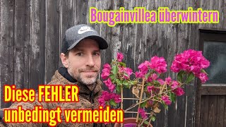 Bougainvillea überwintern  Diese FEHLER unbedingt vermeiden bei Überwinterung von Drillingsblume [upl. by Eidnac]