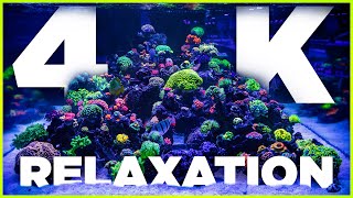 4K Reef Aquarium Relaxation amp Chill 4 HoursWorld Wide Corals [upl. by Abdel]