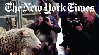 The Story of Dolly the Cloned Sheep  Retro Report  The New York Times [upl. by Montagu138]