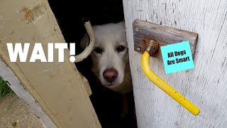 Important Dog Safety Behaviour  How To Train WAIT at The Door [upl. by Laehcym429]