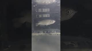 Arowana jardini semiplat shortvideo fish freshwaterfish aquarium tropicalfishtank shortsfeed [upl. by Pinkham]