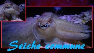 Sepia officinalis  Linnaeus 1758  Seiche commune common cuttlefish  Aquarium de Paris  012015 [upl. by Safko95]