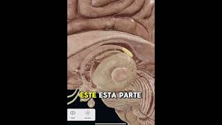 Lóbulos del cerebro y el cuerpo calloso píldorasanatómicas anatomia anatomy [upl. by Grizel]