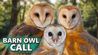 BARN OWL CALL  Its sounds and their variations [upl. by Wistrup]