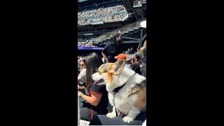 Corgis First Baseball Game 🐾⚾️ [upl. by Iduj766]