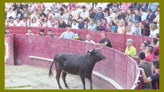 ARGUEDAS  NAVARRA  TARDE VACAS EN PLAZA  DOMINGO 6 AGOSTO 2023  GANADALFREDO IÑIGUEZ [upl. by Ajad]