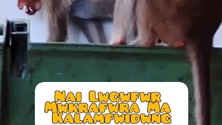 Mwkra  Nai Lwgwfwr Mwkraya Ma Kalamfwdwng MunushBoroVlog [upl. by Lusar]