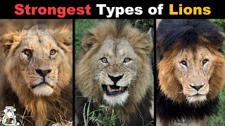 10 Most Powerful Types of Lions That Ever Lived [upl. by Schreiber223]