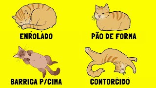 Significados por Trás das Posições dos Gatos Dormindo O que Cada uma Revela [upl. by Dutch]