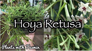 Hoya Retusa potting up  How to pot up Hoya Retusa [upl. by Breed]