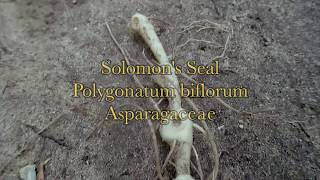 solomons seal Polygonatum biflorum  jim mcdonald [upl. by Romeon]