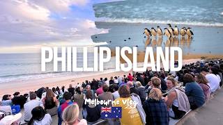 Phillip Island Penguin Parade A Magical Wildlife Experience 🐧✨ [upl. by Oflodor478]