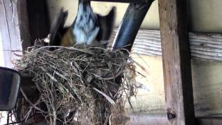 American Robin Bird Nest Build [upl. by Baggs991]