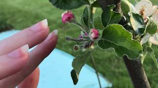 Hand Pollinating Apples [upl. by Rettuc]