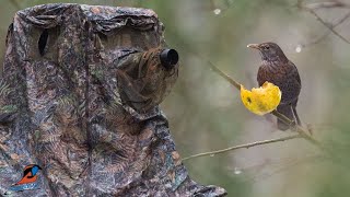 Tragopan Chair Hide for Bird Photography  Lagopus Blind [upl. by Lavinia514]