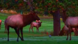 Alpha bull elk and cow mating before sunrise [upl. by Vasos]