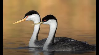 The San Diego Bird Festival by Rick Grove and Jen Hajj [upl. by Kirkpatrick]