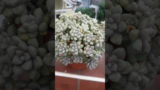 Mendozae graptopetalum succulents suculentas viralvideo viralshorts trending [upl. by Bora]