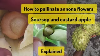 How to pollinate annona flowers Soursop and Custard apple  Explained [upl. by Letha]