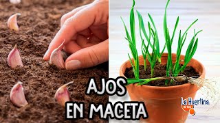 Como Plantar Ajos En Macetas  Cultivar Ajos En Maceta  La Huertina De Toni [upl. by Nuarb]