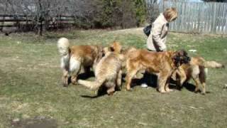 Crazy Leonberger play time [upl. by Annaehr]