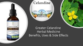 Greater Celandine Herbal Medicine Benefits Uses amp Side Effects [upl. by Ennaimaj220]