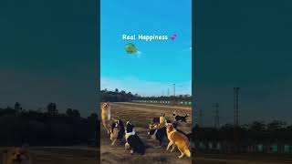 real happiness cute dog 🐶🐶🐕🐕 [upl. by Brinn]