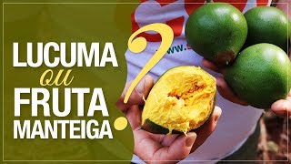 A Fruta da Manteiga Doce  Pouteria lucuma [upl. by Naujuj]