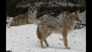 Alaskan Coyote Howls at Night [upl. by Aimal]