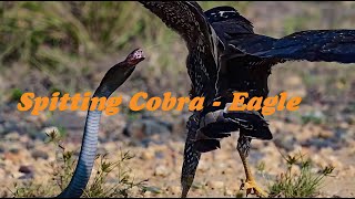 코브라의 독침공격 Spitting Cobra to Eagle Crested Serpent Eagle [upl. by Einnoj828]