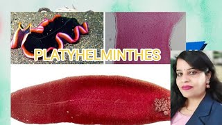 Animal Kingdom  phylum Platyhelminthes Non Chordata classification NEET biology  taxonomyBSc [upl. by Smoht363]