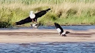 Eagle Catches Baby Goose from Mom  But She Comes to the Rescue [upl. by Aleris]