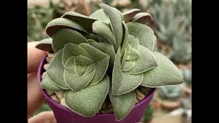 40 ESPÉCIES DE CRASSULA PARA IDENTIFICAÇÃO [upl. by Aleet]