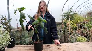 Pruning abutilons  Burncoose Nurseries [upl. by Iblok409]