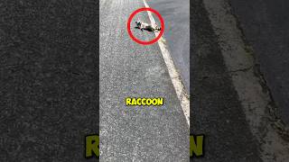 ThisWomanRescueTheInjureRacoon shortsviral motherofunicornshere on TT [upl. by Elleniad]