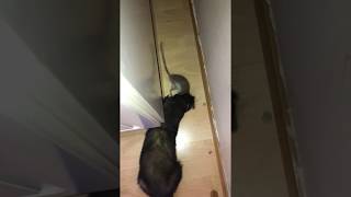 Ferret kills mouse [upl. by Emera]