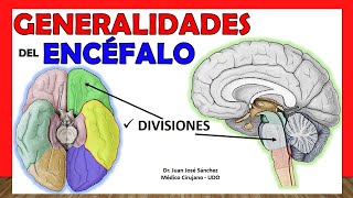 🥇 GENERALIDADES DE ENCÉFALO Anatomía Divisiones  Partes ¡Explicación Sencilla [upl. by Ilatfan]