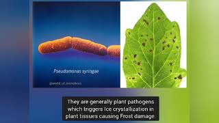 Bacteria in clouds Ice Nucleation by P syringae [upl. by Mays]