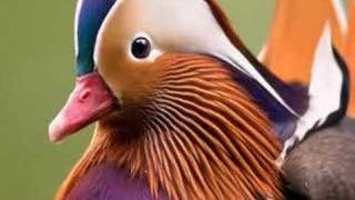 Mandarin Duck  Anatra Mandarina  Aix Galericulata [upl. by Ahcmis]