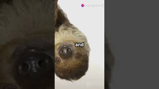 quotSloths The Ultimate Masters of Slow and Steady Survivalquot wildlife marinelifewonders animals [upl. by Karas]