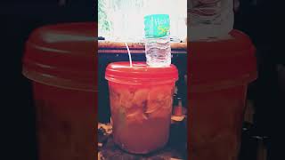 Homemade Wine Fermentation Airlock process [upl. by Ellenej]